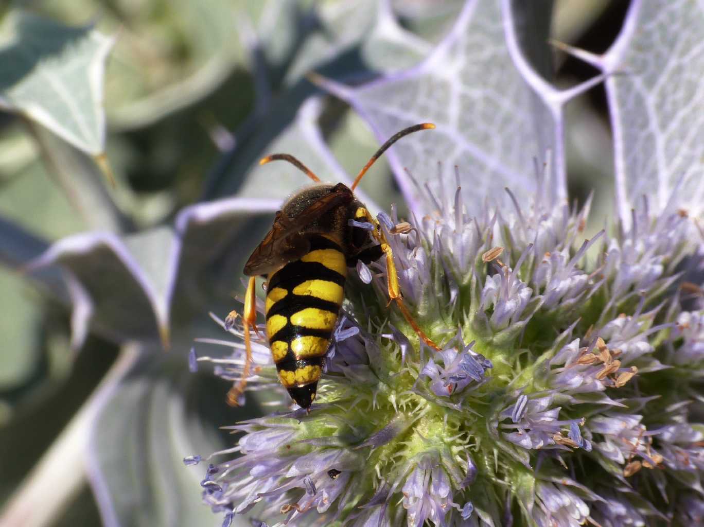 Stizus fasciatus